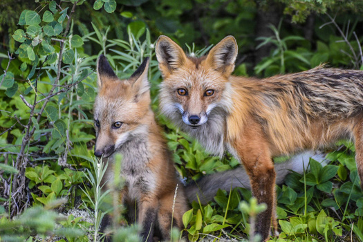 Adult red fox and fox kit standing together among green vegetation and foliage.