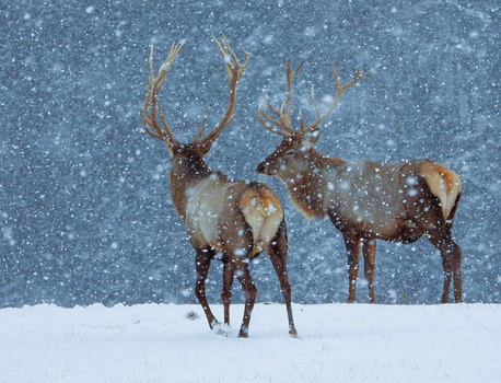 Two deer with large antlers standing in falling snow against a blue-gray background.