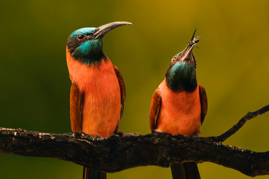 Two colorful kingfishers perched together on a dark branch against a soft green background.