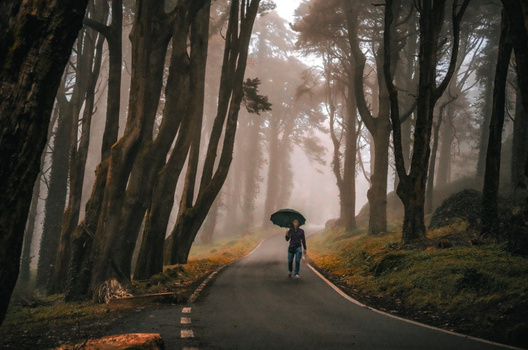 Person with umbrella walking alone on misty tree-lined road at dawn or dusk.