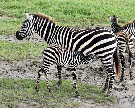Adult zebra with two younger zebras on a grassy savanna with muddy patches.