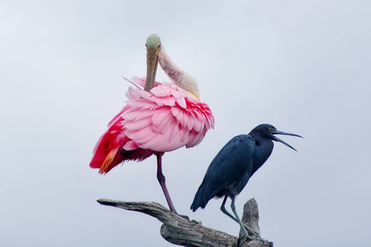 Roseate spoonbill in pink plumage perched on a branch alongside a dark blue heron against a gray sky.