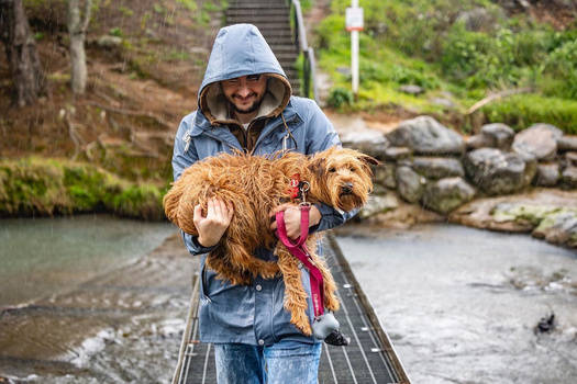 Person in denim jacket holding a brown dog on a wooden bridge over a stream.