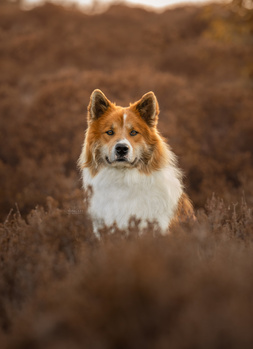 Corgi sitting in dried brown grass, looking directly at camera with alert expression.