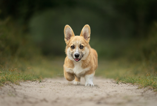 Corgi walking toward camera on dirt path with blurred green background.