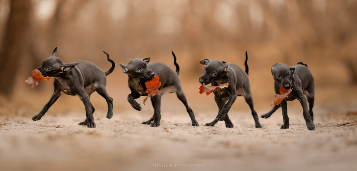Four black dogs with tan markings trotting in a line across sandy ground, each carrying an orange toy or object.