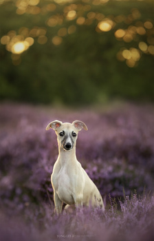 Cream-colored whippet standing alert in a lavender field during golden hour.