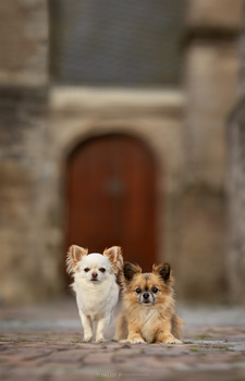 Two small dogs sitting on a stone surface in front of a weathered building with a red-brown wooden door.
