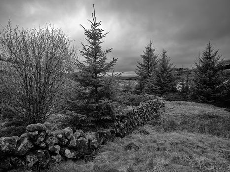 Coniferous trees and stone wall in moody monochrome landscape under dramatic cloudy sky.