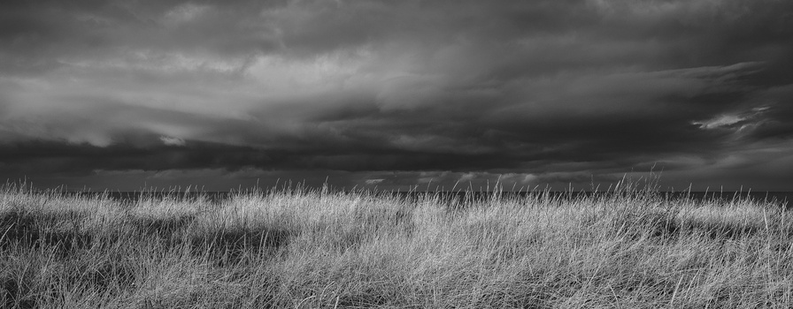 Windswept grasses beneath a dramatic dark storm sky at horizon line.
