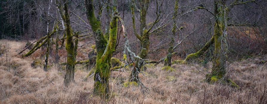 Moss-covered trees in a winter forest with bare branches and dry undergrowth.