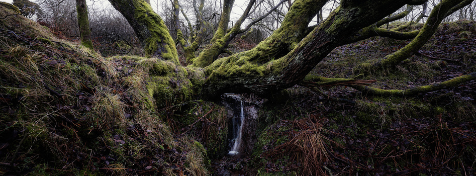 Moss-covered tree branches arch over a small stream in a dense woodland ravine.