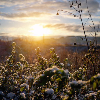 Frost-covered wildflowers and seed heads in a field at golden hour sunrise with soft backlighting.