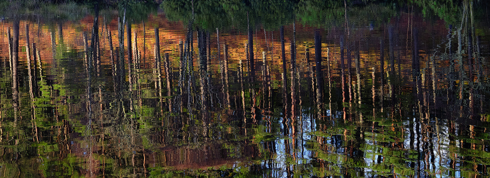 Swampy forest with cypress trees reflected in still water at golden hour.