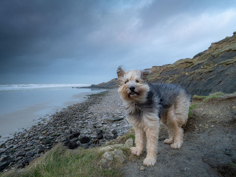 Terrier-mix dog standing on rocky coastal path with beach and cliff backdrop.