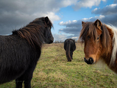 Three horses grazing in a pasture with dramatic cloudy sky overhead.
