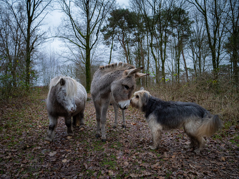 Three goats on a woodland path with bare trees in the background.