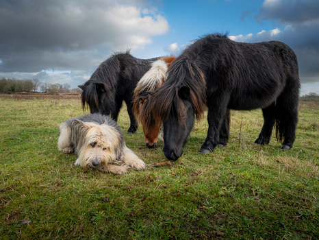 Three dark horses and a light-colored dog grazing together in a grassy pasture under partly cloudy sky.