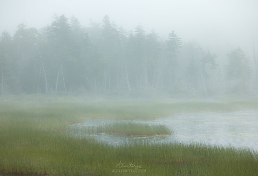 Misty marshland with coniferous forest in background under heavy fog.
