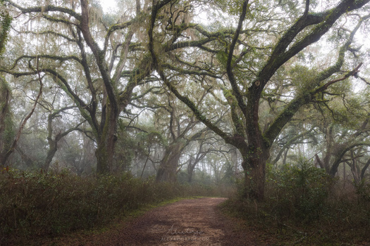 Misty tree-lined path stretching into fog between gnarled oak trees with moss-covered trunks.