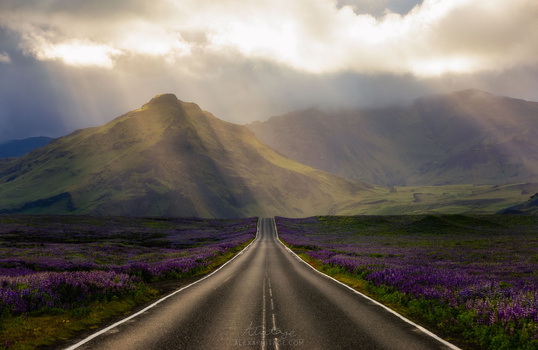 Straight asphalt road stretching toward distant mountains under dramatic cloudy sky with purple wildflowers lining both sides.