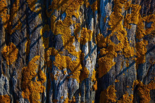 Lichen-covered tree bark with golden-orange and gray patches creating vertical texture patterns in natural light.