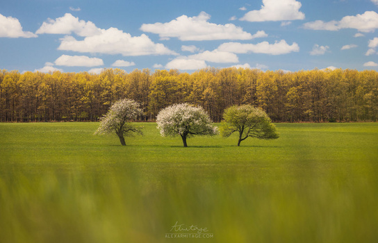 Three flowering trees spaced across a bright green field with a forest treeline and blue sky beyond.