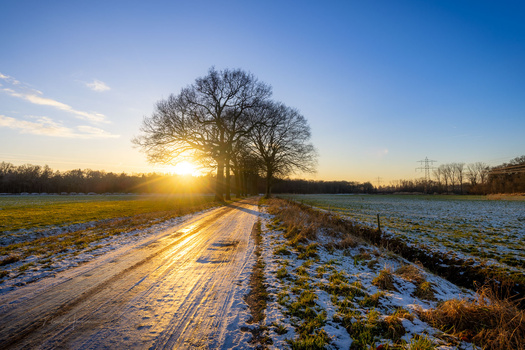 Sunlit rural path lined with frost-covered fields and a bare tree at sunrise.