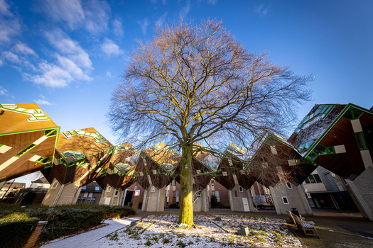 Bare tree centered in a residential courtyard with traditional European-style houses and yellow umbrellas lining the sides.