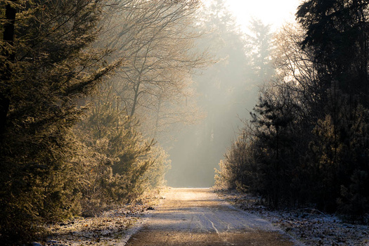 Tree-lined dirt road stretching into bright morning mist with frost-covered ground.