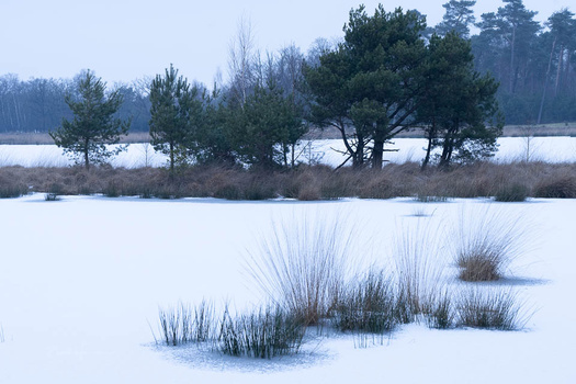 Frozen lake with grassy tufts emerging through ice, evergreen and deciduous trees lining the distant shore.