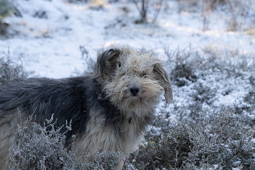 Terrier-mix dog with salt-and-pepper coat standing in frost-covered desert scrub, looking toward camera.