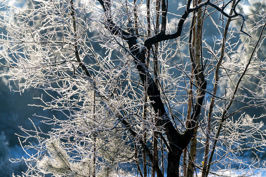 Frost-covered tree branches backlit against blue sky, creating intricate white crystalline patterns.