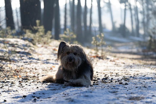 Shaggy dark-haired dog lying on a forest path with tall evergreen trees blurred in the background.