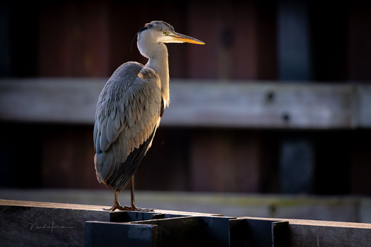 Great blue heron standing on a wooden rail with blurred industrial background.