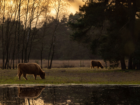 Three cattle grazing in a misty pasture at sunrise, with bare trees and evergreens along the water's edge.