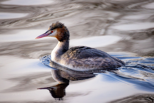 Crested water bird swimming in flowing water with motion blur background.