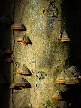 Shelf fungi with golden-brown caps growing from a moss-covered tree trunk against dark background.
