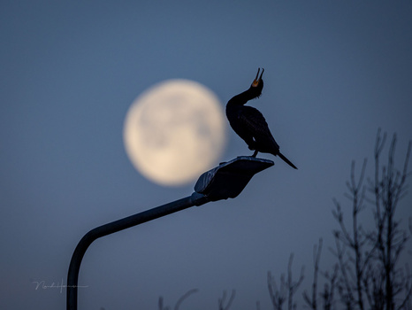 Two birds silhouetted on a curved branch against a large full moon in a twilight sky.