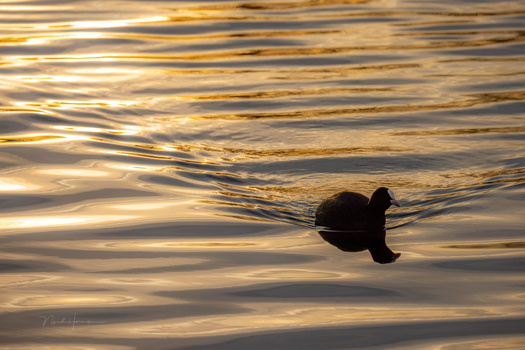 Silhouetted waterfowl floating on golden, rippled water during golden hour.