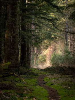 Sunlit forest path with moss-covered ground and towering evergreen trees creating a natural tunnel.
