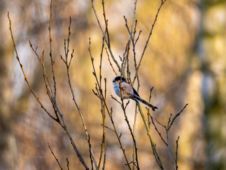 Small bird with blue and orange plumage perched on delicate bare branches.