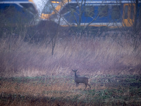 Deer standing in dried grass with industrial structures visible in blurred background.