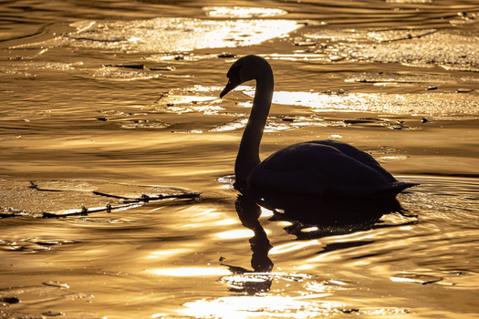 Silhouetted swan on golden water during golden hour.