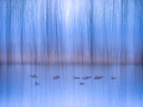 A line of waterfowl swimming across a misty lake, surrounded by blurred vertical trees in cool blue tones.