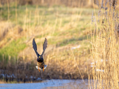 Great blue heron taking flight from shallow water near golden reeds.