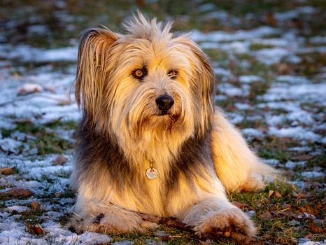Shaggy tan and white dog with dark eye markings lying on moss-covered ground.