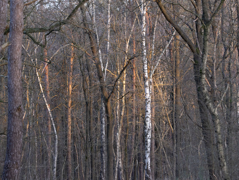 Dense bare forest with mix of dark tree trunks and white birch trees creating vertical lines and texture.