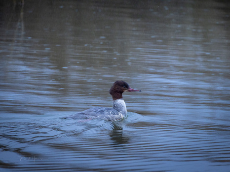 A waterfowl with a dark reddish-brown head and white breast floats on calm blue water with subtle ripples.