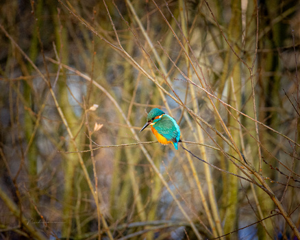 Kingfisher with vibrant turquoise and orange plumage perched on thin branches over water.